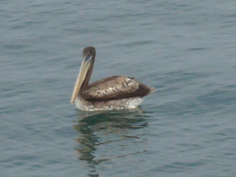 La Serena by the ducks